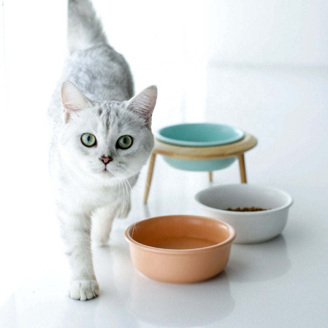 ceramic cat bowl, ceramic pet bowl, elevated pet bowl, pet bowl with stand, cat bowl, cat walking to camera